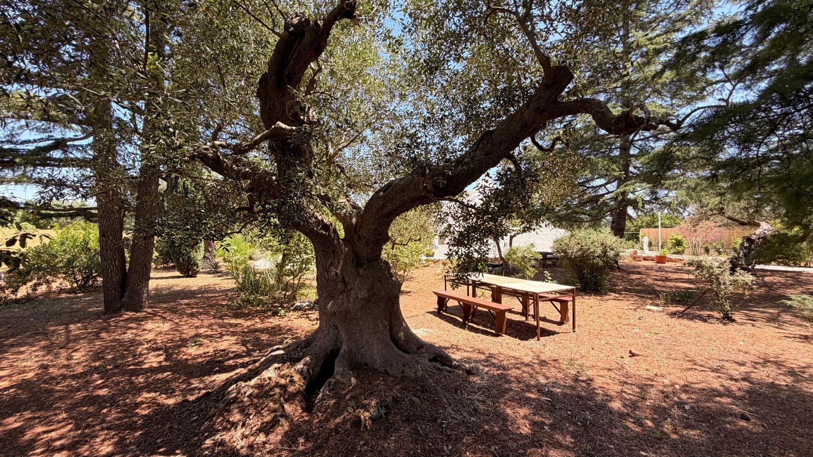 Trulli Comunicanti, Restaurati con Antico Camino, Ulivi Secolari.